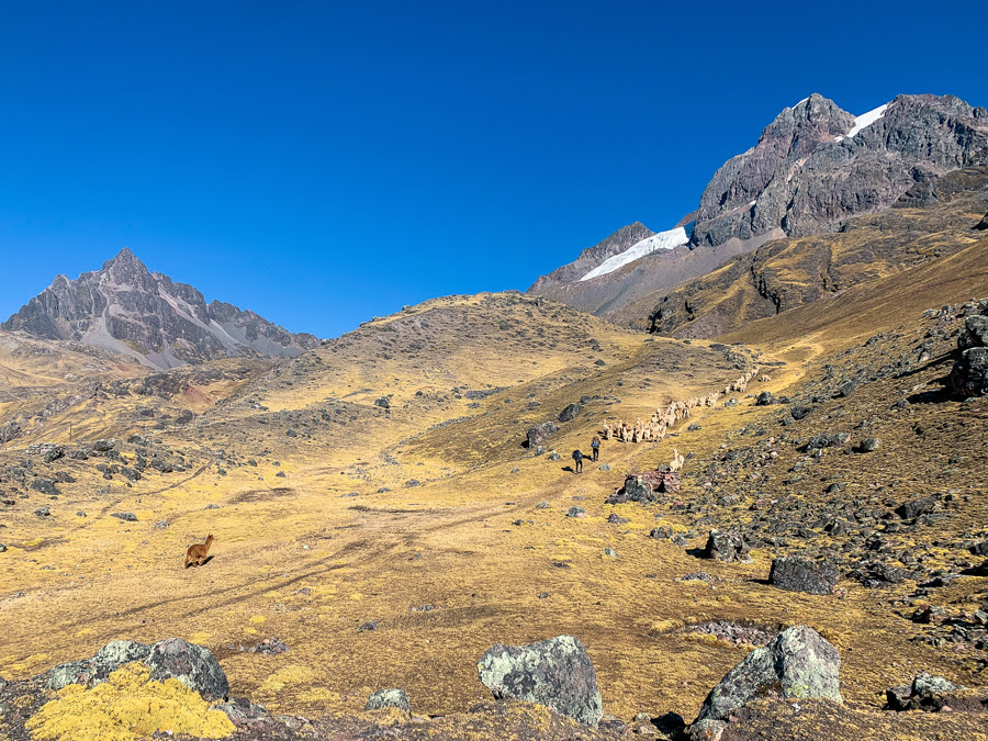 Alpaca on Ausangate Trek Peru