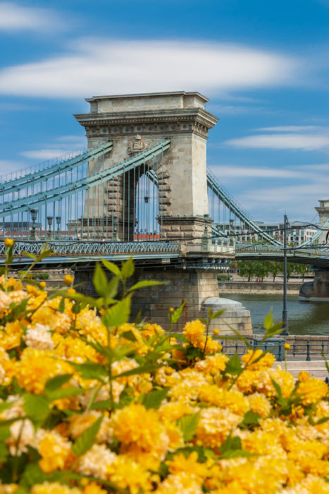 What to do in Budapest in spring Chain Bridge Flowers