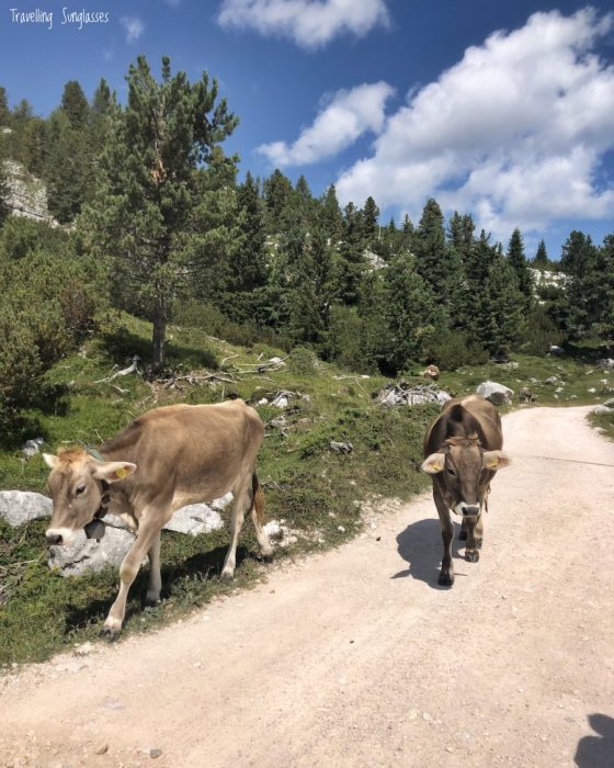 Fodara Sennes cows on trail