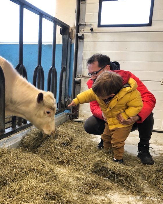 Vogafjos farm cows Iceland with a toddler