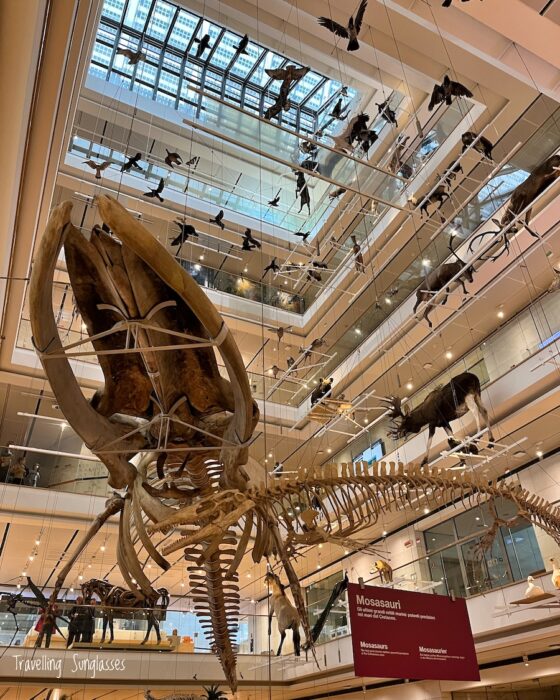 Trento MUSE hanging dinosaur