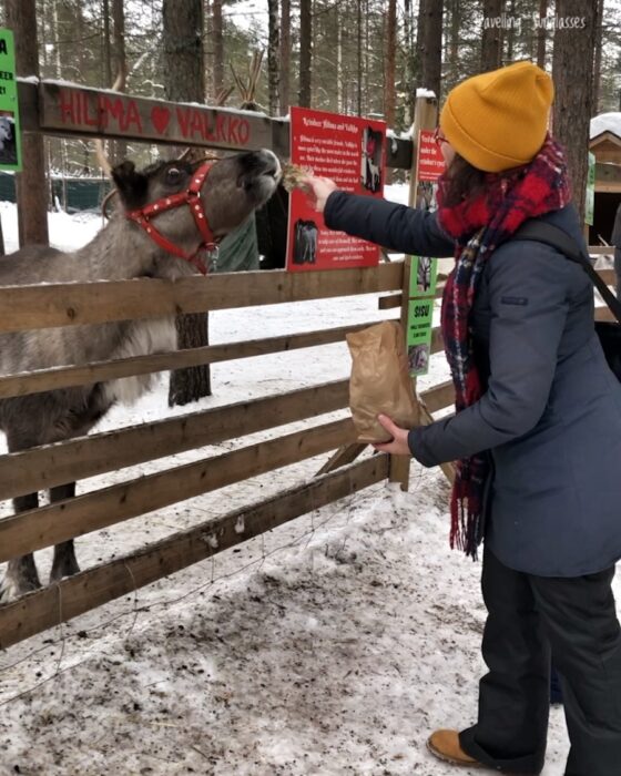 Rovaniemi Santa Claus Village farm feeding reindeers